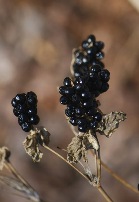 phenology research