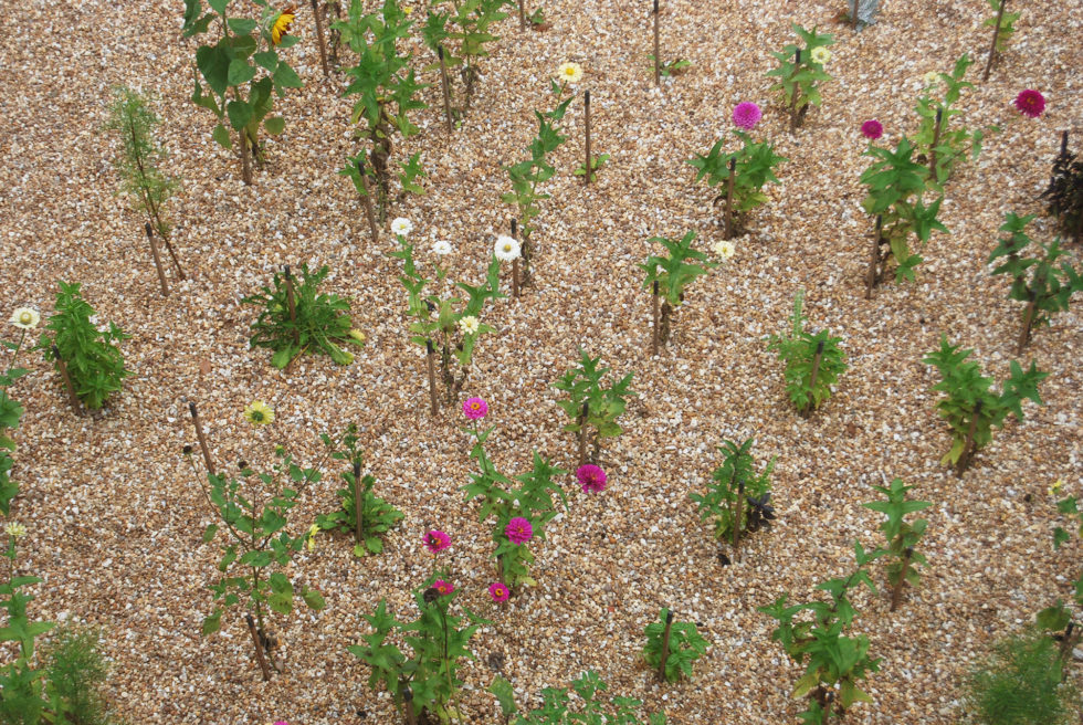 gravel garden