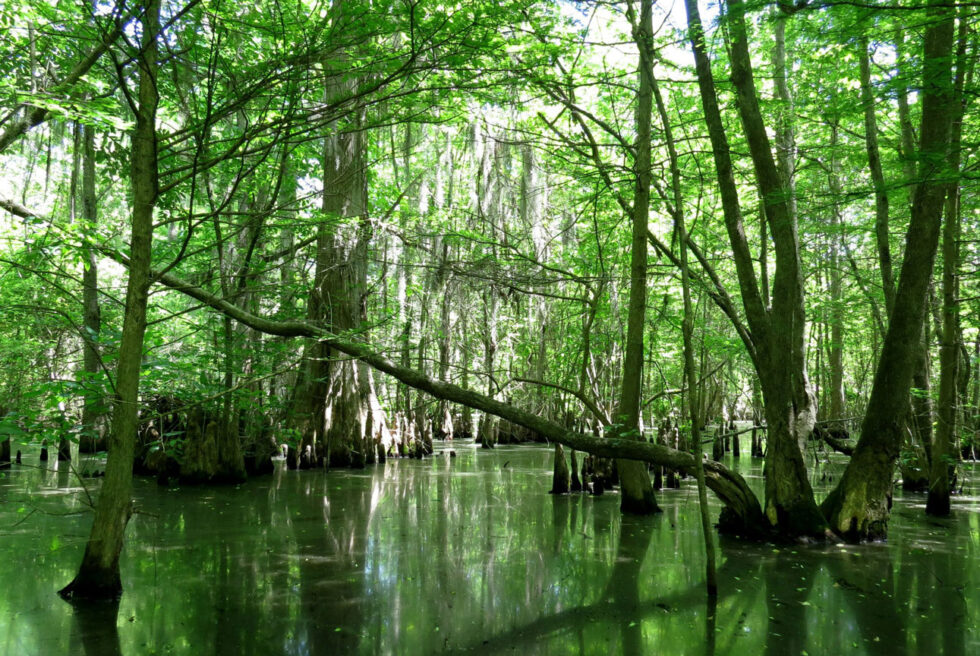 Cypress Nature Preserve